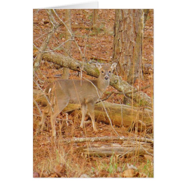 Baby Deer's First  winter (Front)