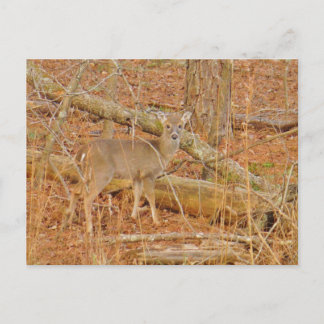 Baby Deer's First  winter Postcard