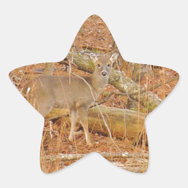 Baby Deer's First  winter Star Sticker (Front)