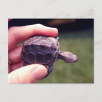 Baby Diamondback Turtle