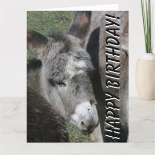 Baby Donkey Birthday Big Greeting Card