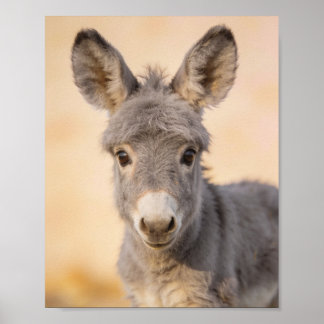 Baby Donkey Portrait – Farmhouse Nursery Art Poster