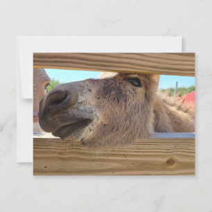 Baby donkey postcard