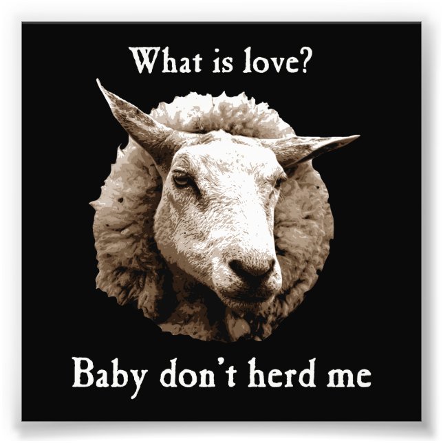 Baby Don't Herd Me Sheep Photo Print (Front)