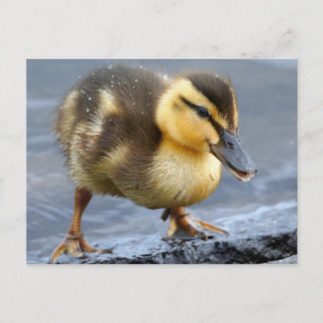 Baby Duck Postcard (Front)