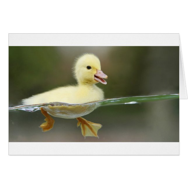 baby duck swimming cute (Front Horizontal)