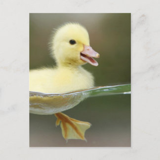 baby duck swimming cute postcard
