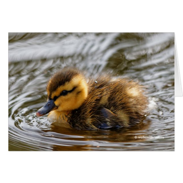 Baby Duckling Paddles in the Local Pond (Front Horizontal)