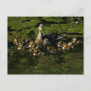 Baby Ducks 2 Postcard