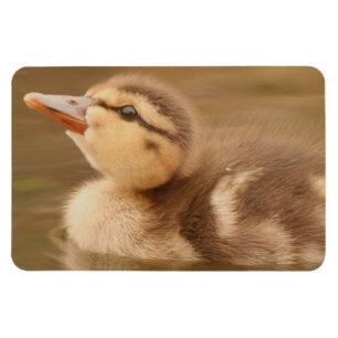 Baby Ducks Duckling Bird Wildlife Animals Mallard Magnet