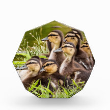 Baby Ducks
