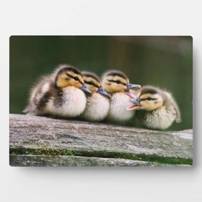 Baby Ducks Plaque (Front)