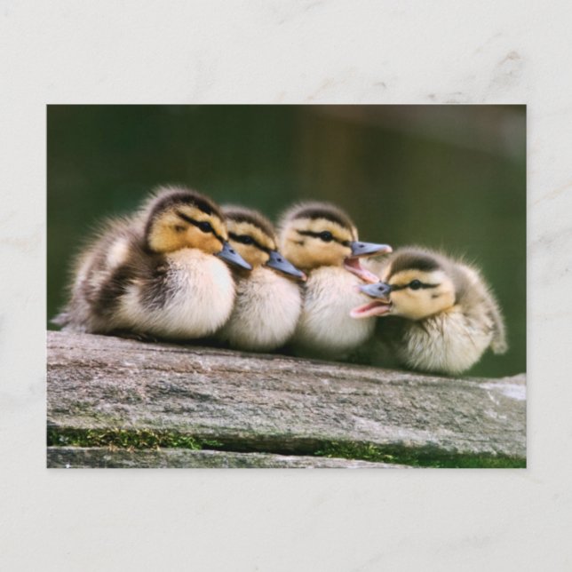 Baby Ducks Postcard (Front)