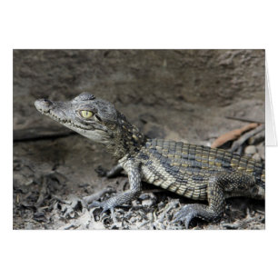 Baby dwarf crocodile