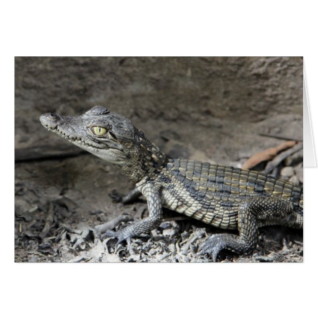 Baby dwarf crocodile (Front Horizontal)