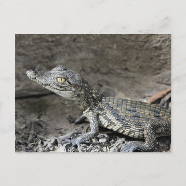 Baby dwarf crocodile postcard (Front)