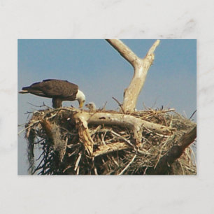 Baby Eagle! Postcard