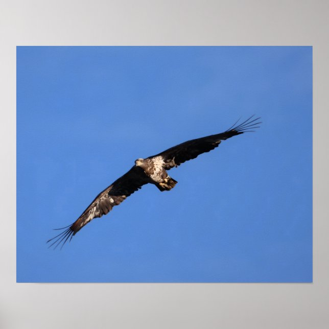 Baby eagle! poster (Front)