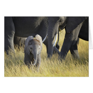 Baby Elephant