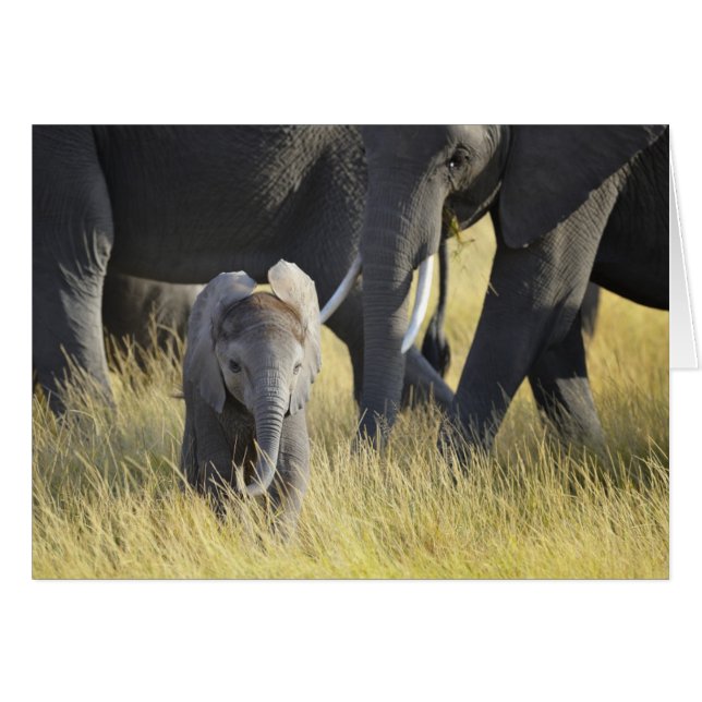 Baby Elephant (Front Horizontal)