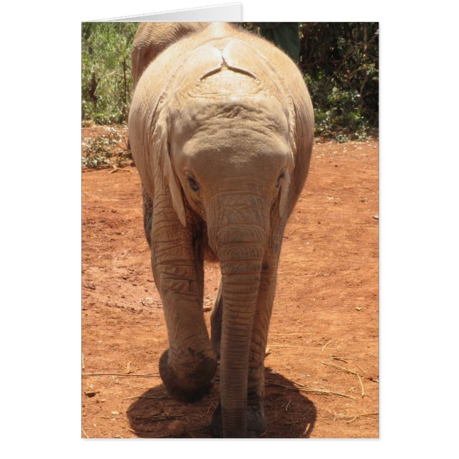 Baby Elephant (Front)