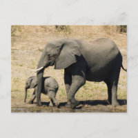 Baby Elephant And Mother