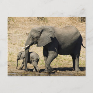 Baby Elephant And Mother Postcard
