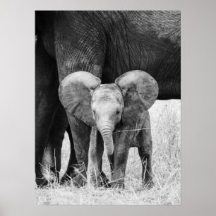 Baby Elephant Black and White Wildlife Poster