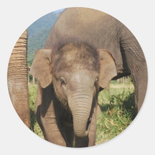 Baby Elephant Classic Round Sticker