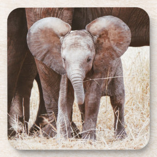 Baby Elephant Cute African Elephant with Mum Coaster