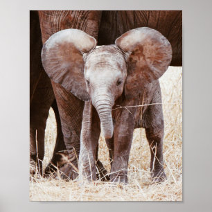Baby Elephant Cute African Elephant with Mum Poster
