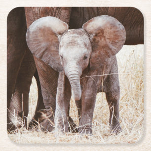 Baby Elephant Cute African Elephant with Mum Square Paper Coaster