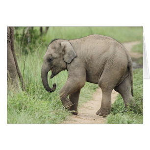 Baby Elephant following the mother,Corbett