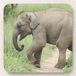 Baby Elephant following the mother,Corbett Coaster