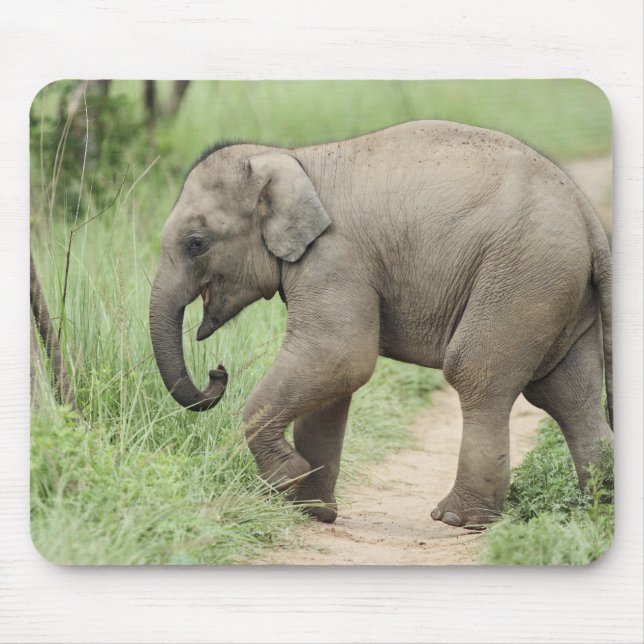 Baby Elephant following the mother,Corbett Mouse Pad (Front)