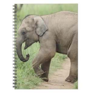 Baby Elephant following the mother,Corbett Notebook