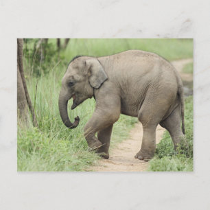 Baby Elephant following the mother,Corbett Postcard