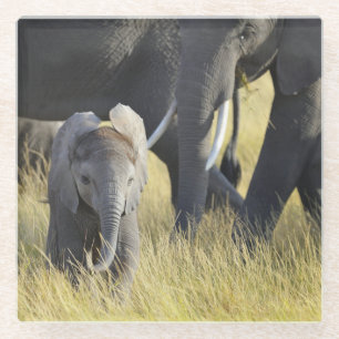 Baby Elephant Glass Coaster