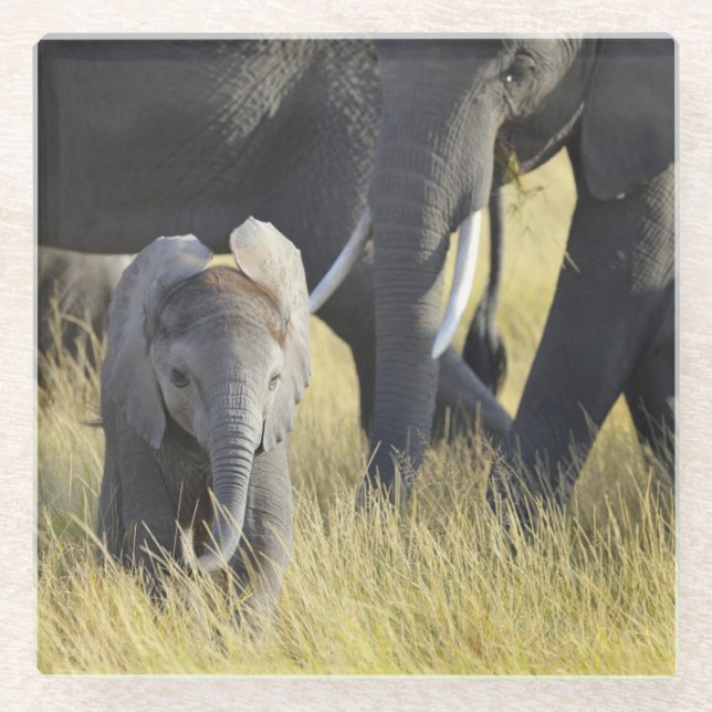 Baby Elephant Glass Coaster (Front)
