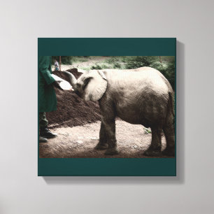 Baby Elephant - Kenya Canvas Print
