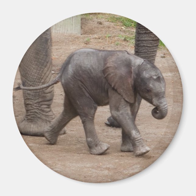 Baby Elephant Magnet (Front)