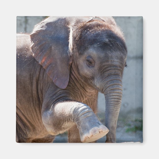 Baby Elephant Magnet (Front)