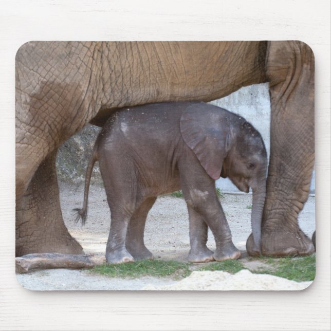 Baby Elephant Mouse Pad (Front)
