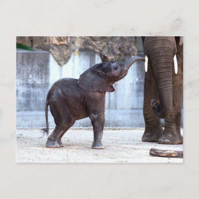 Baby Elephant Postcard (Front)