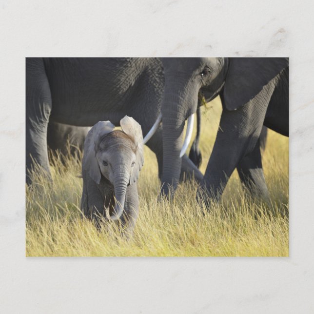 Baby Elephant Postcard (Front)