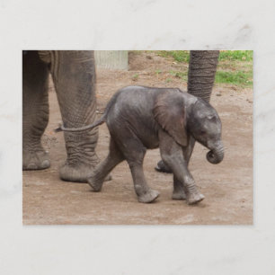 Baby Elephant Postcard