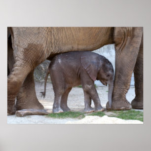 Baby Elephant Poster