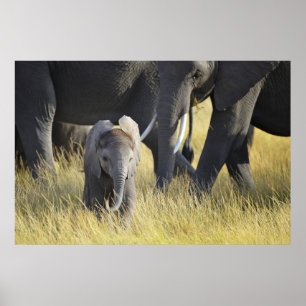 Baby Elephant Poster