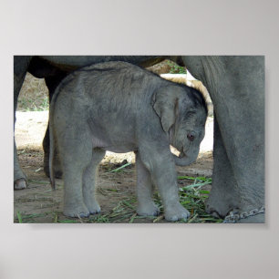 Baby Elephant Print