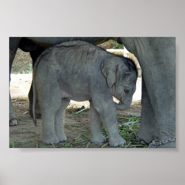 Baby Elephant Print (Front)